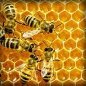 Včelí jed